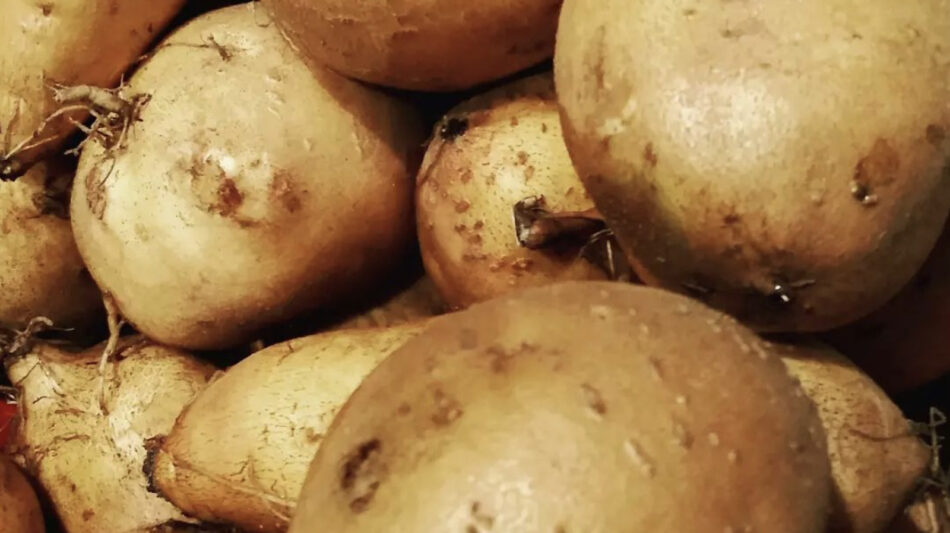 What Are White Sweet Potatoes And How Do You Cook With Them? – The Daily Meal