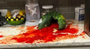 Attention Louisiana Walmart Shoppers: Reports of Exploding Watermelons Continue to Surface on Social Media