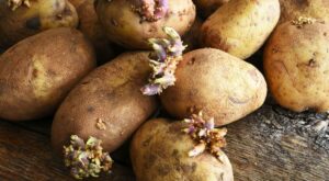 Best method to ‘properly’ store potatoes so they stay fresh for ‘six months’