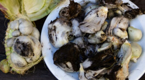 What You Should Know Before Cooking With Canned Huitlacoche