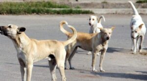 MCD modifies street dog plan for G20 preparation in Delhi