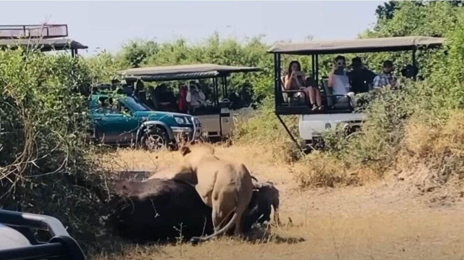 Buffalo saves its friend from lion’s claws with powerful headbutts