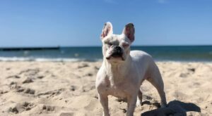 Baby Frenchie Holding On Tight to Dad While Experiencing the Beach for the First Time Is the Cutest