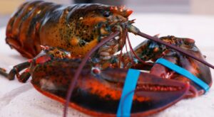 Why You Should Always Remove The Rubber Bands Before Cooking Lobster