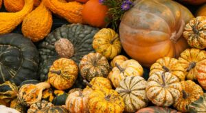 Enjoy Fall Harvest Season with These U-Pick Farms Near Denver – 303 Magazine