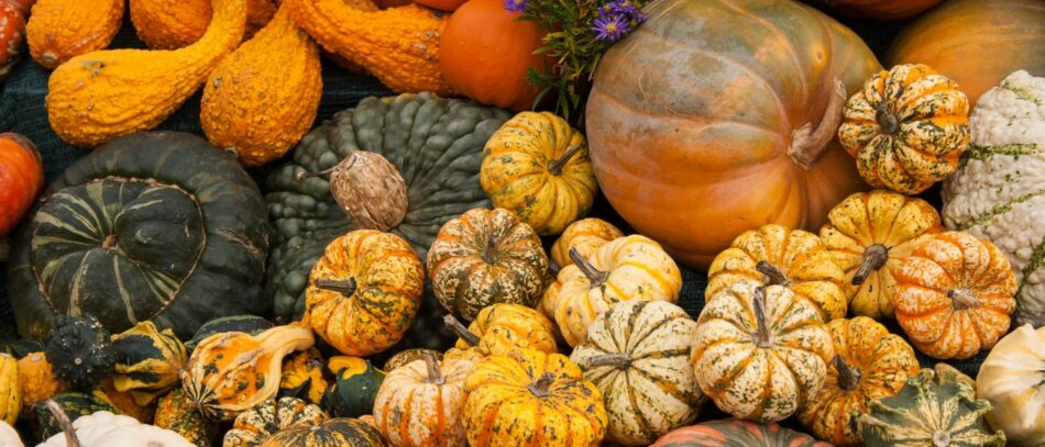 Enjoy Fall Harvest Season with These U-Pick Farms Near Denver – 303 Magazine