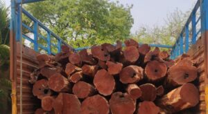 8 inter-state smugglers held in Bihar’s Gaya ; catechu wood worth ₹25 lakh seized