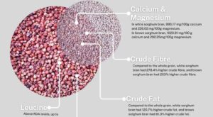 Sorghum bran packs bigger punch than whole grain, nutritional study shows