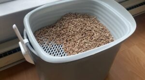 This ‘dirt cheap’ and less smelly alternative to traditional cat litter is getting rave reviews: ‘It’s saved me so much money’