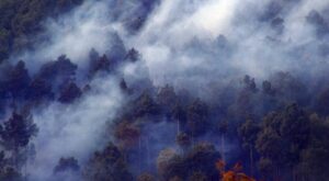 Odisha reports 578 forest fires over the last week, the highest in the country