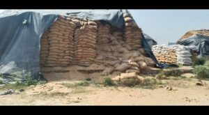 30K quintal wheat meant for PDS rots in Karnal