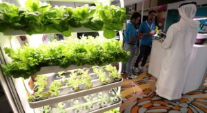 Vertical farming is on the up amid food security concerns, Dubai conference hears