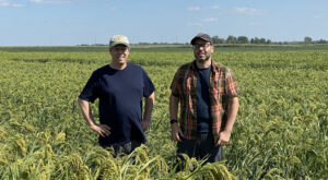 Ag professor father and son duo develop proso millet as crop for the future