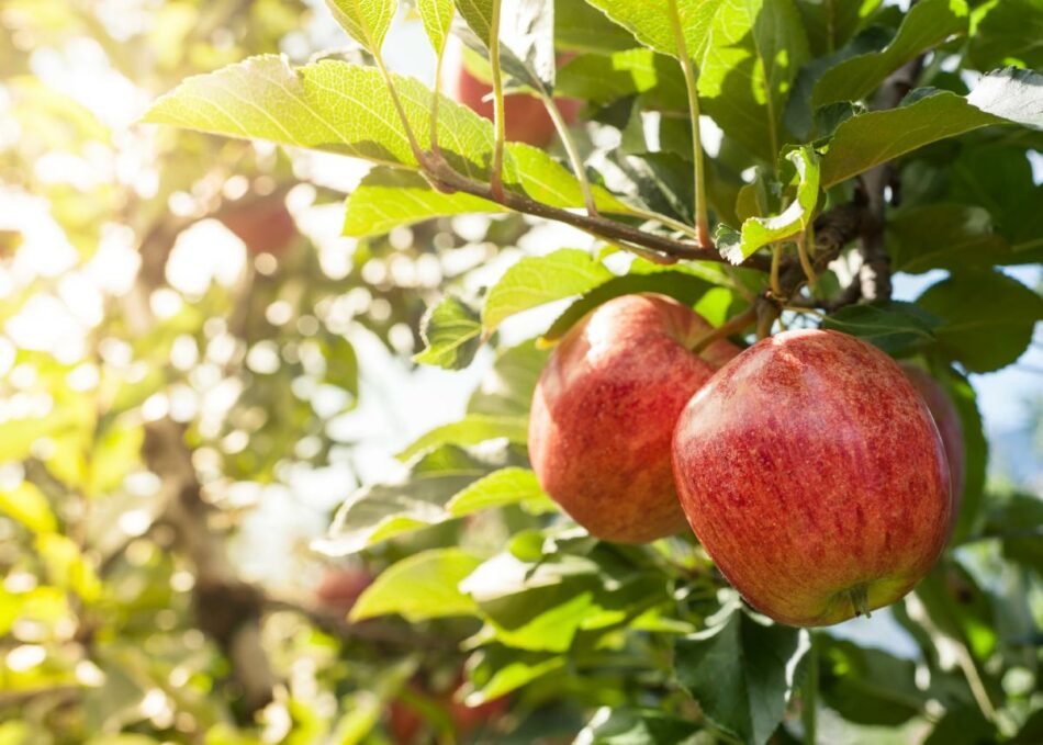 Apple a day — and 4 other great fall food choices that are healthy, delicious and fun