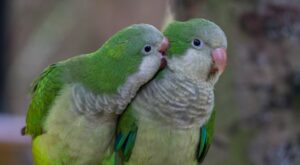 Bird’s Annoyance Over His Partner Singing Is Impossible To Resist