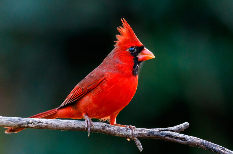 Urban light pollution linked to smaller eyes in birds