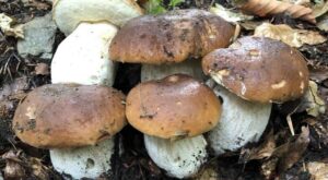 Porcini Mushrooms Rank Among Highest in the World for Rare Essential ‘Vitamin’