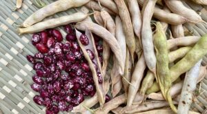 Oregon’s legume legacy amounts to more than a hill of beans