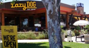 Fast-Growing Lazy Dog Restaurant Chain Hires Ex-Bloomin