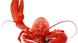 Mainer Demands National Lobster Day Should Be a Statewide Holiday