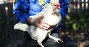 Urban Farming: Chickens Rule The Roost In Many St. Louis Backyards