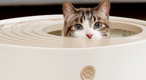 This Iris top-entry litter box ended my long search for a cat commode — here’s why