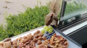 Squirrels Nervously Enjoy a Custom Charcuterie Board – Laughing Squid