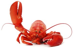 Mainer Demands National Lobster Day Should Be a Statewide … – wcyy.com
