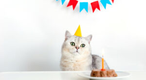 Hearts Melt as Owner Celebrates Pet’s 20th Birthday With Cat-Cuterie Board – Newsweek