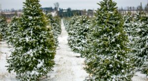 This State Produces the Most Christmas Trees – 24/7 Wall St.