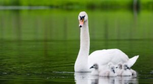 Bloody swans demanding gluten-free bread now