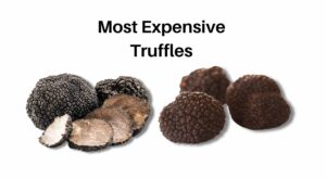 Top 10 Most Expensive Truffles In The World (2023 Updated)