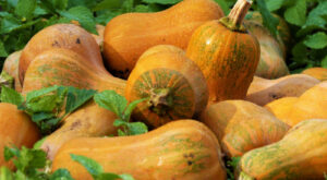 What Is Honeynut Squash And How Do You Best Cook It? – Tasting Table